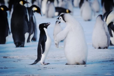 極地企鵝 Disneynature_ Penguins 1 © Jeff Wilson(台灣野望自然傳播學社提供)